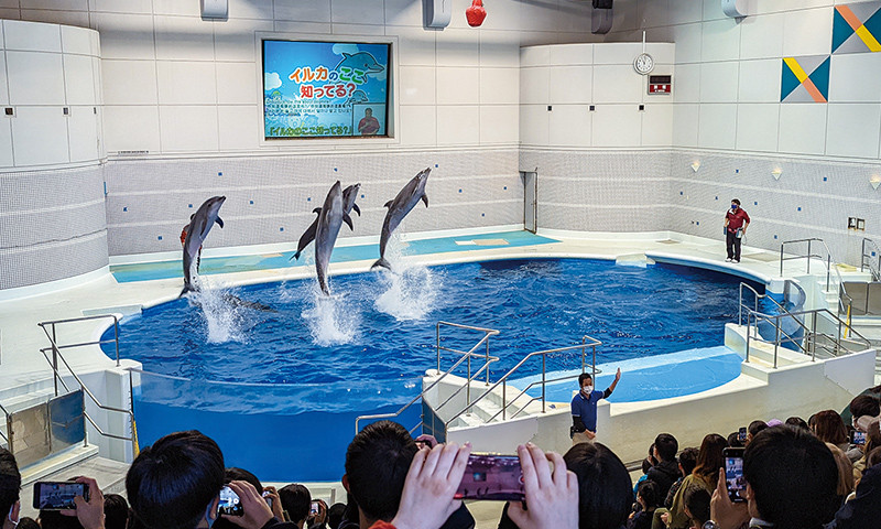 写真：クラスレクリエーションの様子。水族館でイルカ4頭がショーでジャンプを披露している。