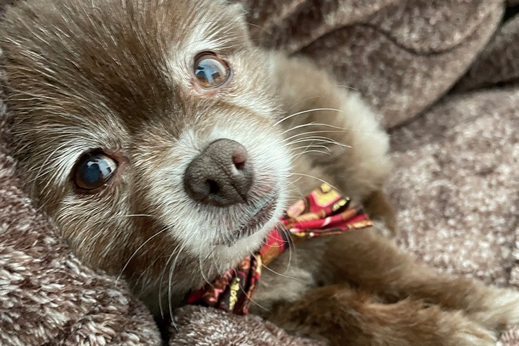 写真：益田先生の愛犬。毛色は茶色と白で首に赤いリボンをしている。